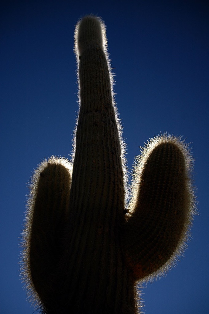281   Fish Island, Uyuni, Boliwia